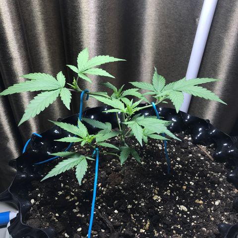 (Clone)Banana hamrock r1 growlog timeline photo