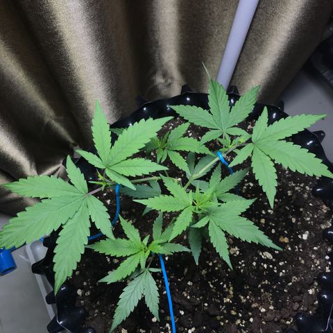 (Clone)Banana hamrock r1 growlog timeline photo