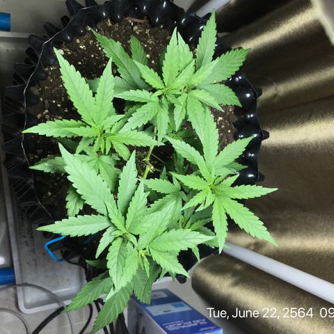(Clone)Banana hamrock r1 growlog timeline photo