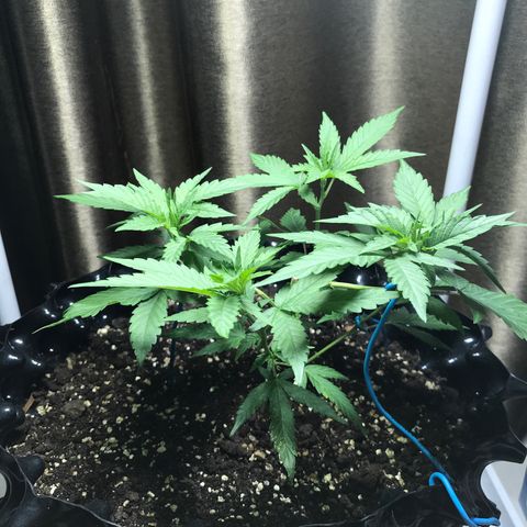 (Clone)Banana hamrock r1 growlog timeline photo