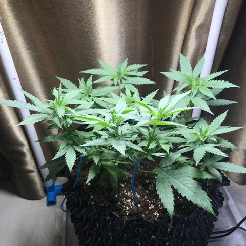 (Clone)Banana hamrock r1 growlog timeline photo