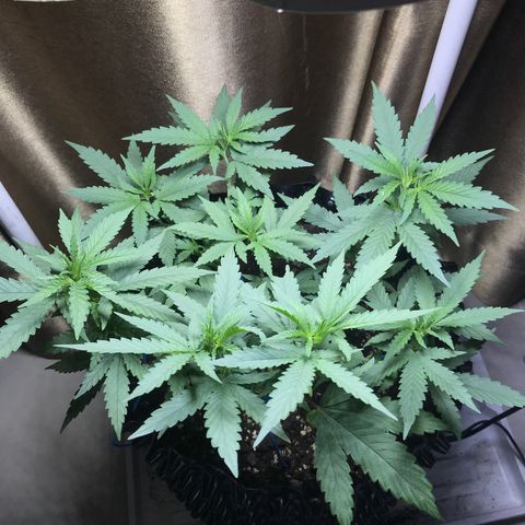 (Clone)Banana hamrock r1 growlog timeline photo