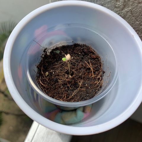 Mermelada growlog photo: Salió de la tierra 