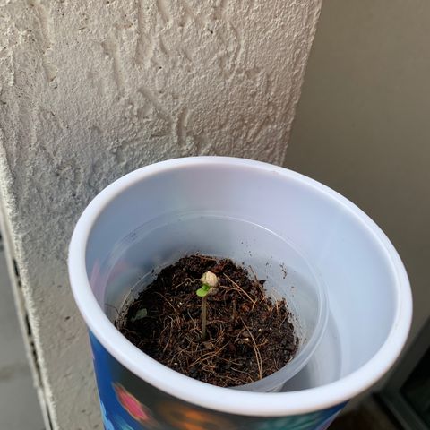Mermelada growlog photo: Salió de la tierra 