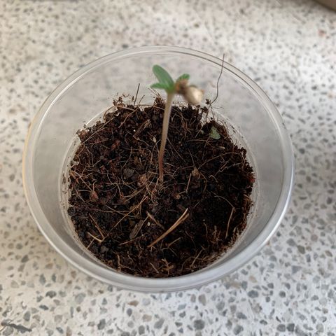 Mermelada growlog timeline photo