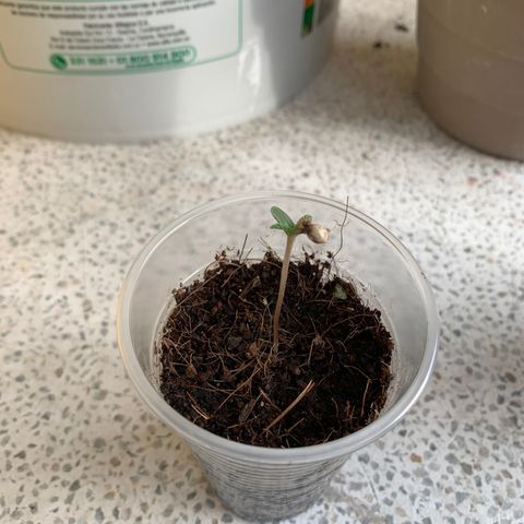 Mermelada growlog timeline photo