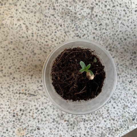 Mermelada growlog timeline photo