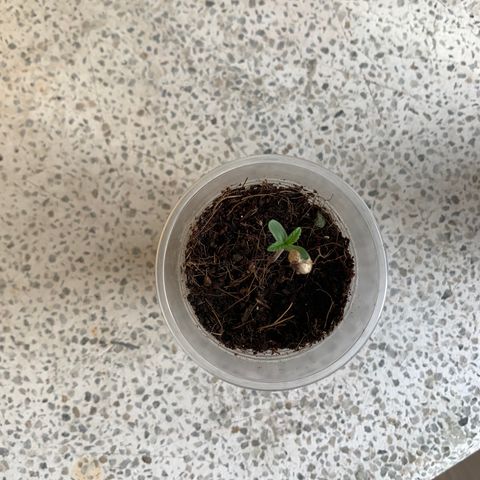 Mermelada growlog timeline photo