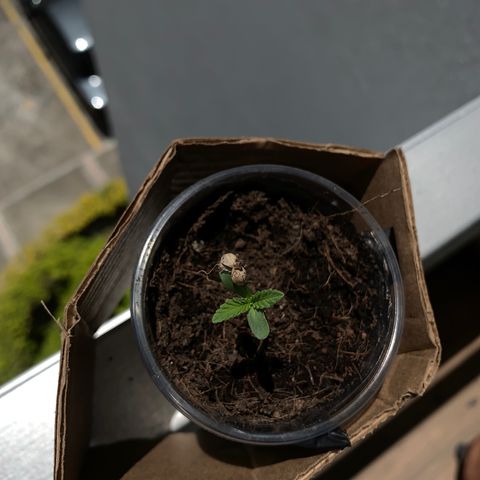 Mermelada growlog timeline photo