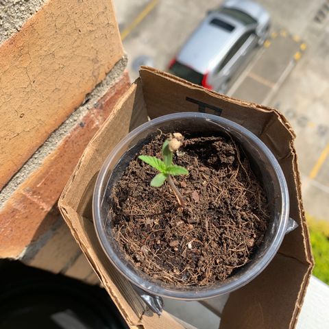 Mermelada growlog timeline photo