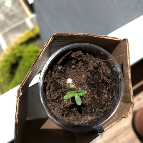 Mermelada growlog timeline photo