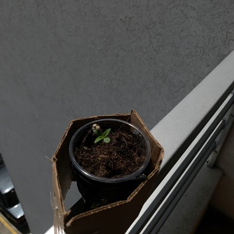Mermelada growlog timeline photo