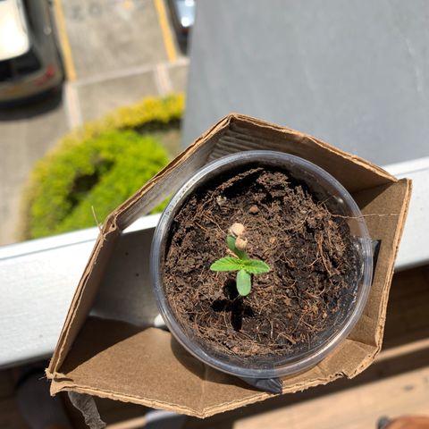 Mermelada growlog timeline photo