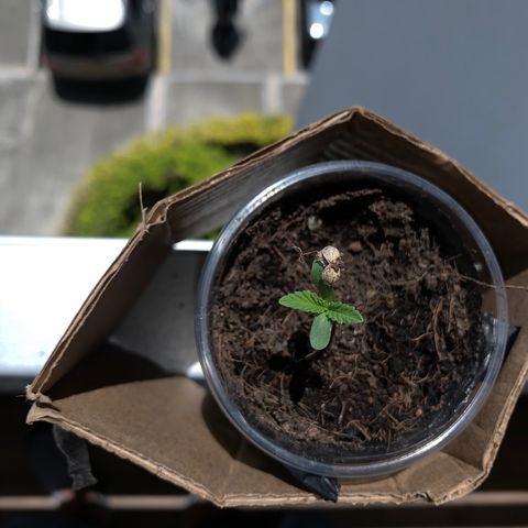 Mermelada growlog timeline photo