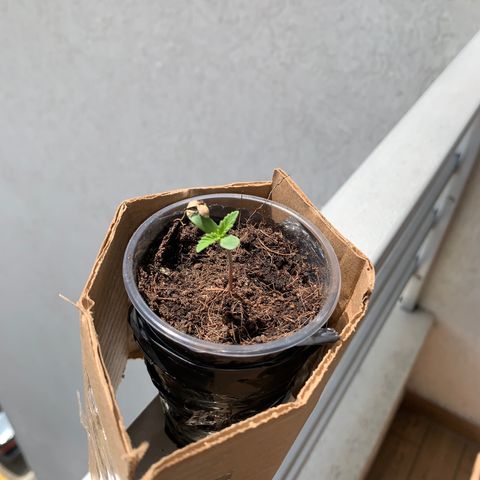 Mermelada growlog timeline photo