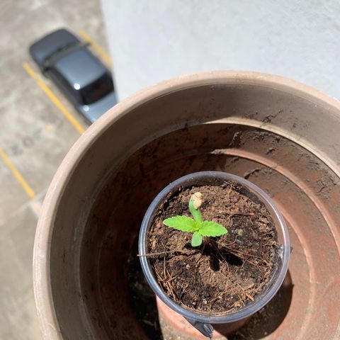 Mermelada growlog timeline photo