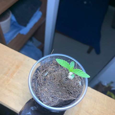 Mermelada growlog timeline photo