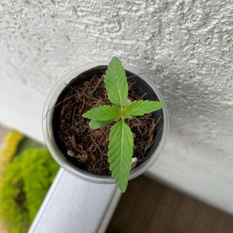 Mermelada growlog timeline photo