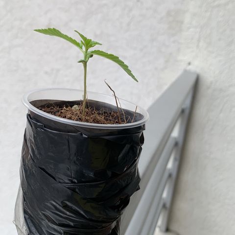 Mermelada growlog timeline photo