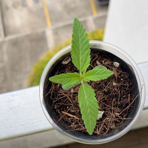 Mermelada growlog timeline photo