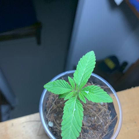 Mermelada growlog timeline photo