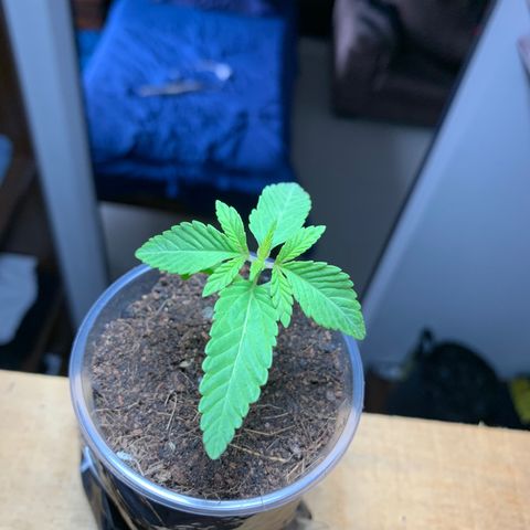 Mermelada growlog timeline photo