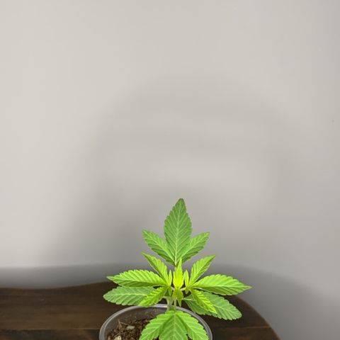 Mermelada growlog timeline photo