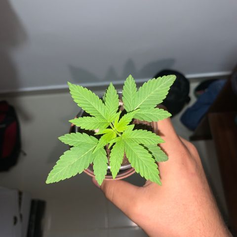 Mermelada growlog timeline photo
