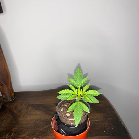 Mermelada growlog timeline photo