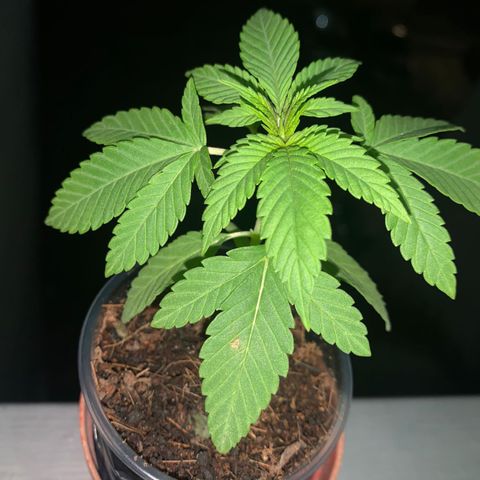 Mermelada growlog timeline photo