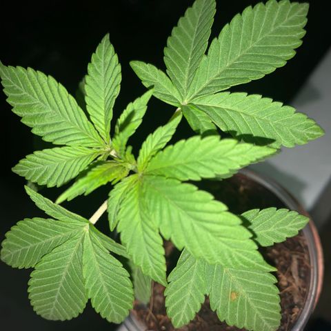 Mermelada growlog timeline photo