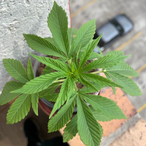 Mermelada growlog timeline photo