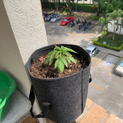Mermelada growlog timeline photo