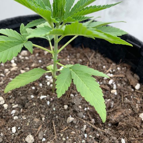 Mermelada growlog timeline photo