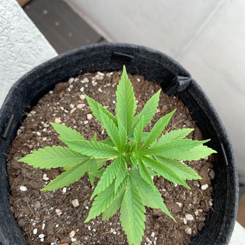 Mermelada growlog timeline photo
