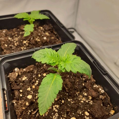 Growlog-Zeitleistenfoto von Sweet Valley Kush
