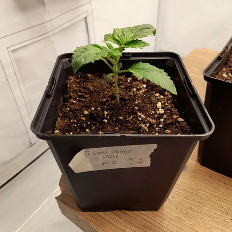 Growlog-Zeitleistenfoto von Sweet Valley Kush