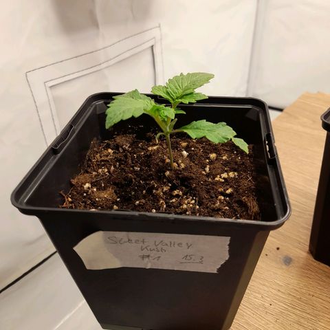 Growlog-Zeitleistenfoto von Sweet Valley Kush