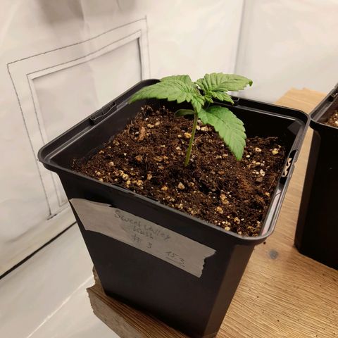 Growlog-Zeitleistenfoto von Sweet Valley Kush