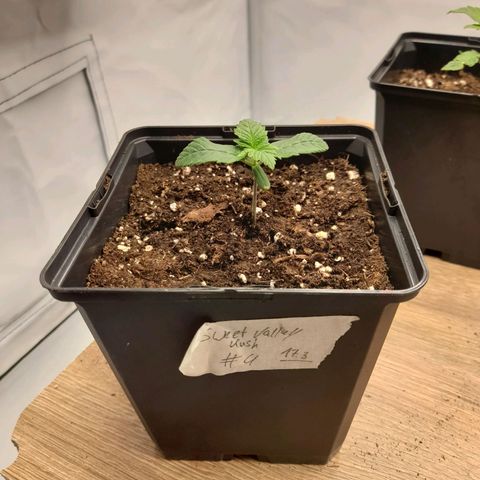 Sweet Valley Kush #4 growlog timeline photo