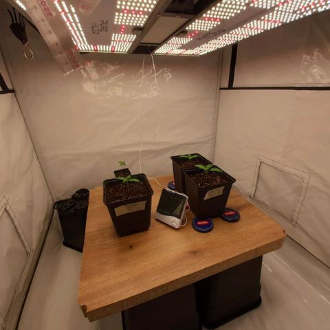 Growlog-Zeitleistenfoto von Sweet Valley Kush