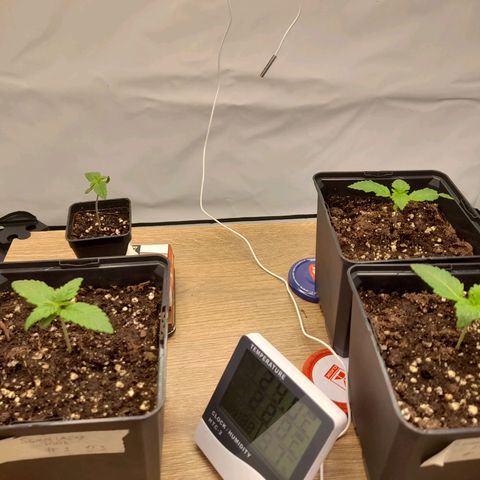 Growlog-Zeitleistenfoto von Sweet Valley Kush