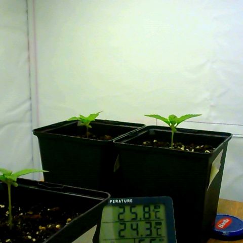 Growlog-Zeitleistenfoto von Sweet Valley Kush