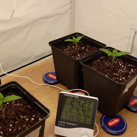 Growlog-Zeitleistenfoto von Sweet Valley Kush
