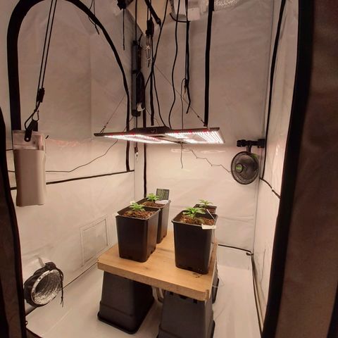 Growlog-Zeitleistenfoto von Sweet Valley Kush