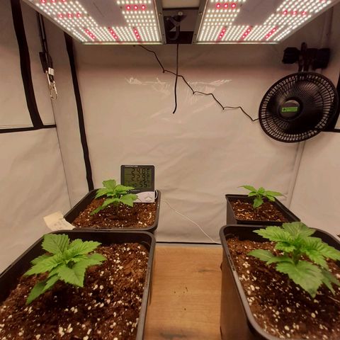 Growlog-Zeitleistenfoto von Sweet Valley Kush