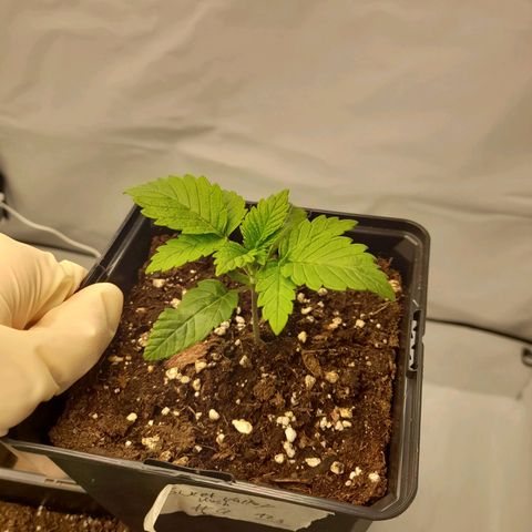 Sweet Valley Kush #4 growlog timeline photo