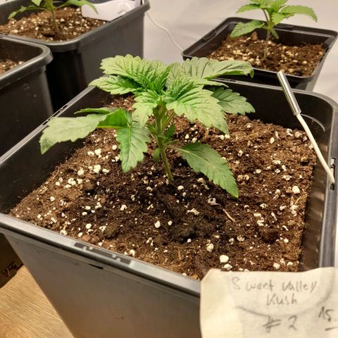Growlog-Zeitleistenfoto von Sweet Valley Kush