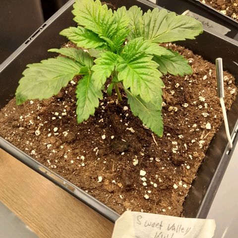 Growlog-Zeitleistenfoto von Sweet Valley Kush