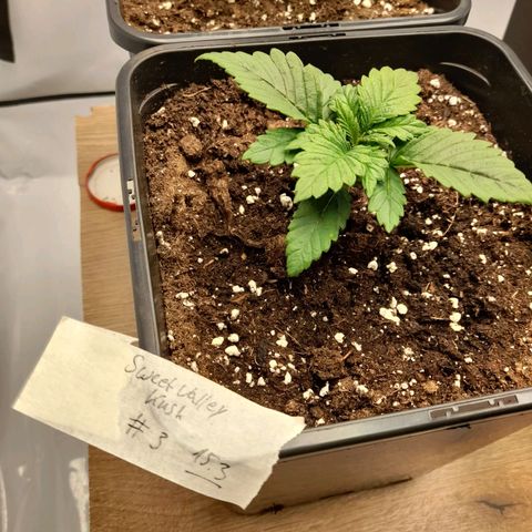 Growlog-Zeitleistenfoto von Sweet Valley Kush